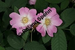 Apfel-Rose, Rosa villosa Kauf von 06697_rosa_villosa_img_8735.jpg