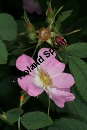 Apfel-Rose, Rosa villosa Kauf von 06697_rosa_villosa_img_8738.jpg