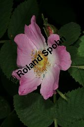 Apfel-Rose, Rosa villosa Kauf von 06697_rosa_villosa_img_8739.jpg