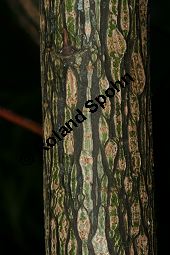 Spitzblttrige Weide, Salix acutifolia Kauf von 06710_salix_acutifolia_img_8262.jpg