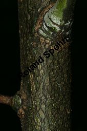 Spitzblttrige Weide, Salix acutifolia Kauf von 06710_salix_acutifolia_img_8264.jpg