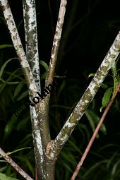 Spitzblttrige Weide, Salix acutifolia Kauf von 06710_salix_acutifolia_img_8268.jpg
