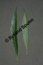 Spitzblttrige Weide, Salix acutifolia Kauf von 06710_salix_acutifolia_img_8269.jpg