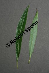 Spitzblttrige Weide, Salix acutifolia Kauf von 06710_salix_acutifolia_img_8270.jpg