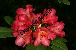 Rhododendron-Hybride 'Vorwerk Abendsonne', Rhododendron Kauf von 06712_rhododendron_hybride_vorwerkabendsonne_img_8364.jpg