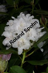 Rhododendron-Hybride 'Boule de Neige', Groblumiger Rhododendron 'Boule de Neige', Rhododendron Kauf von 06713_rhododendron_hybride_bouledeneige_img_8357.jpg