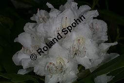 Rhododendron-Hybride 'Boule de Neige', Groblumiger Rhododendron 'Boule de Neige', Rhododendron Kauf von 06713_rhododendron_hybride_bouledeneige_img_8358.jpg