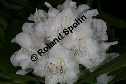 Rhododendron-Hybride 'Boule de Neige', Groblumiger Rhododendron 'Boule de Neige', Rhododendron Kauf von 06713_rhododendron_hybride_bouledeneige_img_8359.jpg