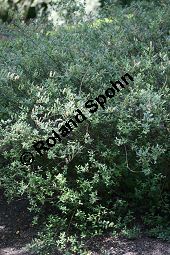 Kriech-Weide, Moor-Weide, Salix repens Kauf von 06723_salix_repens_img_9398.jpg