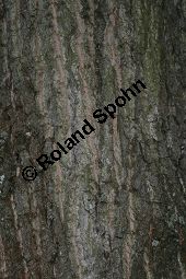 Haarfrüchtige Balsam-Pappel, Westliche Balsam-Pappel, Populus trichocarpa Kauf von 06725_populus_trichocarpa_img_0810.jpg