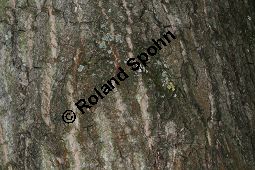 Haarfrüchtige Balsam-Pappel, Westliche Balsam-Pappel, Populus trichocarpa Kauf von 06725_populus_trichocarpa_img_0812.jpg