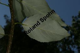 Haarfrüchtige Balsam-Pappel, Westliche Balsam-Pappel, Populus trichocarpa Kauf von 06725_populus_trichocarpa_img_0813.jpg