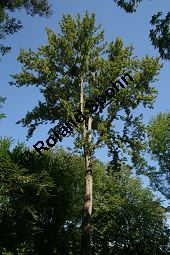 Haarfrüchtige Balsam-Pappel, Westliche Balsam-Pappel, Populus trichocarpa Kauf von 06725_populus_trichocarpa_img_0814.jpg