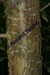 Haarfrüchtige Balsam-Pappel, Westliche Balsam-Pappel, Populus trichocarpa Kauf von 06725_populus_trichocarpa_img_1243.jpg