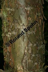 Haarfrüchtige Balsam-Pappel, Westliche Balsam-Pappel, Populus trichocarpa Kauf von 06725_populus_trichocarpa_img_1244.jpg