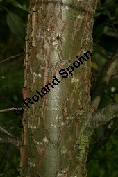 Haarfrchtige Balsam-Pappel, Westliche Balsam-Pappel, Populus trichocarpa Kauf von 06725_populus_trichocarpa_img_1245.jpg