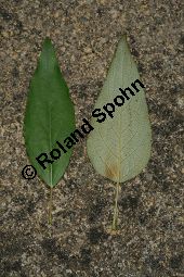 Haarfrchtige Balsam-Pappel, Westliche Balsam-Pappel, Populus trichocarpa Kauf von 06725_populus_trichocarpa_img_1247.jpg
