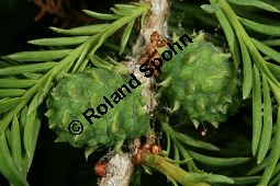 Mexikanische Sumpfzypresse, Taxodium mucronatum Kauf von 06734_taxodium_mucronatum_img_9156.jpg