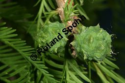 Mexikanische Sumpfzypresse, Taxodium mucronatum Kauf von 06734_taxodium_mucronatum_img_9157.jpg