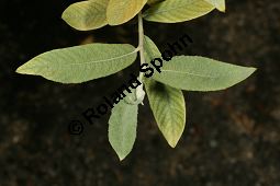 Salbeiblttrige Weide, Salix salvifolia Kauf von 06740_salix_salvifolia_img_8950.jpg