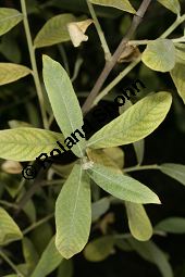 Salbeiblttrige Weide, Salix salvifolia Kauf von 06740_salix_salvifolia_img_8951.jpg