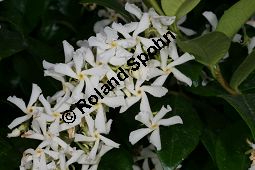 Chinesischer Sternjasmin, Trachelospermum jasminoides Kauf von 06754_trachelospermum_jasminoides_img_9284.jpg