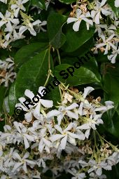 Chinesischer Sternjasmin, Trachelospermum jasminoides Kauf von 06754_trachelospermum_jasminoides_img_9285.jpg