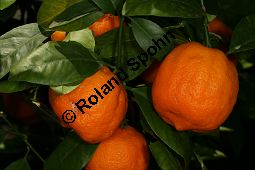 Gewhnliche Mandarine, Citrus reticulata Kauf von 06757_citrus_reticulata_img_0036.jpg