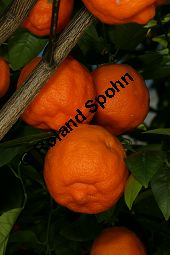 Gewhnliche Mandarine, Citrus reticulata Kauf von 06757_citrus_reticulata_img_0037.jpg