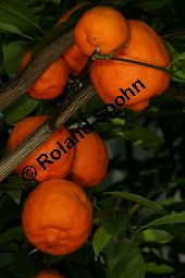 Gewhnliche Mandarine, Citrus reticulata Kauf von 06757_citrus_reticulata_img_0038.jpg