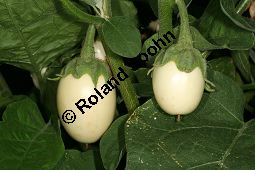 Aubergine 'Mohican', Mini-Aubergine 'Mohican, Eierfrucht 'Mohican' Solanum melongena 'Mohican' Kauf von 06767_solanum_melongena_mohican_img_9519.jpg