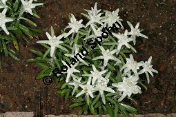 Edelwei 'Stella Bavaria', Leontopodium alpinum 'Stella Bavaria' Kauf von 06770_leontopodium_alpinum_stellabavaria_img_9527.jpg