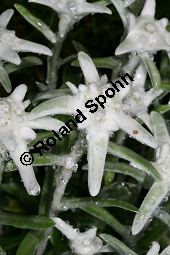 Edelwei 'Stella Bavaria', Leontopodium alpinum 'Stella Bavaria' Kauf von 06770_leontopodium_alpinum_stellabavaria_img_9529.jpg