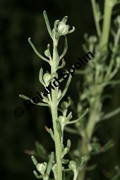 Kampfer-Wermut, Artemisia alba, Artemisia camphorata Kauf von 06786_artemisia_alba_img_0054.jpg