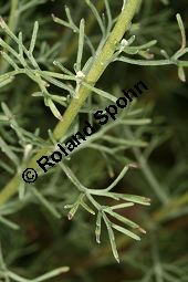Kampfer-Wermut, Artemisia alba, Artemisia camphorata Kauf von 06786_artemisia_alba_img_0056.jpg