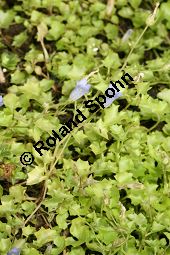 Efeu-Moorglckchen, Wahlenbergia hederacea Kauf von 06813_wahlenbergia_hederacea_img_0429.jpg