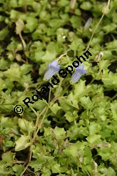 Efeu-Moorglckchen, Wahlenbergia hederacea Kauf von 06813_wahlenbergia_hederacea_img_0430.jpg