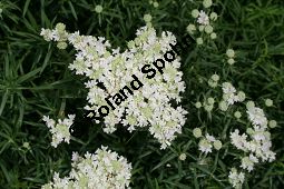 Amerikanische Bergminze, Pycnanthemum virginicum Kauf von 06815_pycnanthemum_virginicum_img_0482.jpg