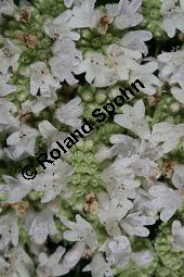 Amerikanische Bergminze, Pycnanthemum virginicum Kauf von 06815_pycnanthemum_virginicum_img_0486.jpg