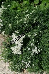 Amerikanische Bergminze, Pycnanthemum virginicum Kauf von 06815_pycnanthemum_virginicum_img_0487.jpg
