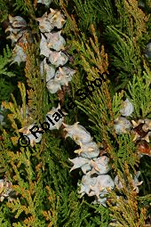 Abendländischer Lebensbaum 'Aurea Nana', Thuja orientalis 'Aurea Nana', Platycladus orientalis 'Aurea Nana' Kauf von 06896_thuja_orientalis_aurea_nana_img_1826.jpg