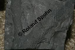 Lepidodendron sp., Fossil, Grobritannien, Karbonzeitalter Kauf von 06900_lepidodendron_sp_img_1939.jpg
