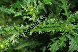 Krause Distel, Carduus crispus, Asteraceae, Carduus crispus, Krause Distel, Stngelausschnitt Kauf von 06937_carduus_crispus_dsc_0175.jpg