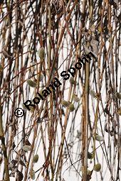 Hänge-Kätzchen-Weide, Sal-Weide 'Pendula', Salix caprea 'Pendula', Salicaceae, Salix caprea 'Pendula', Hänge-Kätzchen-Weide, Sal-Weide 'Pendula', unreif fruchtend Kauf von 07053_salix_caprea_pendula_dsc_1947.jpg