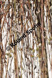 Hnge-Ktzchen-Weide, Sal-Weide 'Pendula', Salix caprea 'Pendula', Salicaceae, Salix caprea 'Pendula', Hnge-Ktzchen-Weide, Sal-Weide 'Pendula', unreif fruchtend Kauf von 07053_salix_caprea_pendula_dsc_1949.jpg