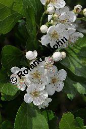 Rosaceae, Crataegus subsphaericea, Verschiedenzhniger Weidorn, Blhend Kauf von 07067_crataegus_subsphaericea_dsc_3753.jpg