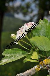 Rosaceae, Crataegus subsphaericea, Verschiedenzhniger Weidorn, Blhend Kauf von 07067_crataegus_subsphaericea_dsc_3754.jpg