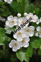 Rosaceae, Crataegus subsphaericea, Verschiedenzhniger Weidorn, Blhend Kauf von 07067_crataegus_subsphaericea_dsc_3755.jpg