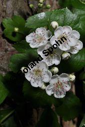 Rosaceae, Crataegus subsphaericea, Verschiedenzhniger Weidorn, Blhend Kauf von 07067_crataegus_subsphaericea_dsc_3756.jpg