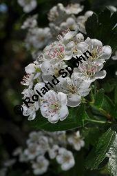 Rosaceae, Crataegus subsphaericea, Verschiedenzhniger Weidorn, Blhend Kauf von 07067_crataegus_subsphaericea_dsc_3757.jpg